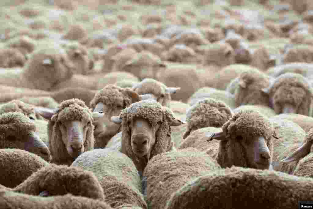 Sheep are displayed at a livestock market ahead of potential sacrifice for the Eid al-Adha holiday, in Amman, October 24