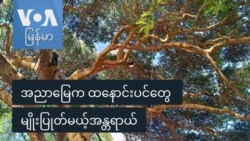 အညာမြေက ထနောင်းပင်တွေ မျိုးပြုတ်မယ့်အန္တရာယ်