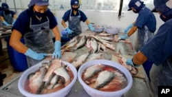 FILE - Workers process fillet from catfish in Ben Tre province, situated in the delta of the Mekong River in Vietnam.