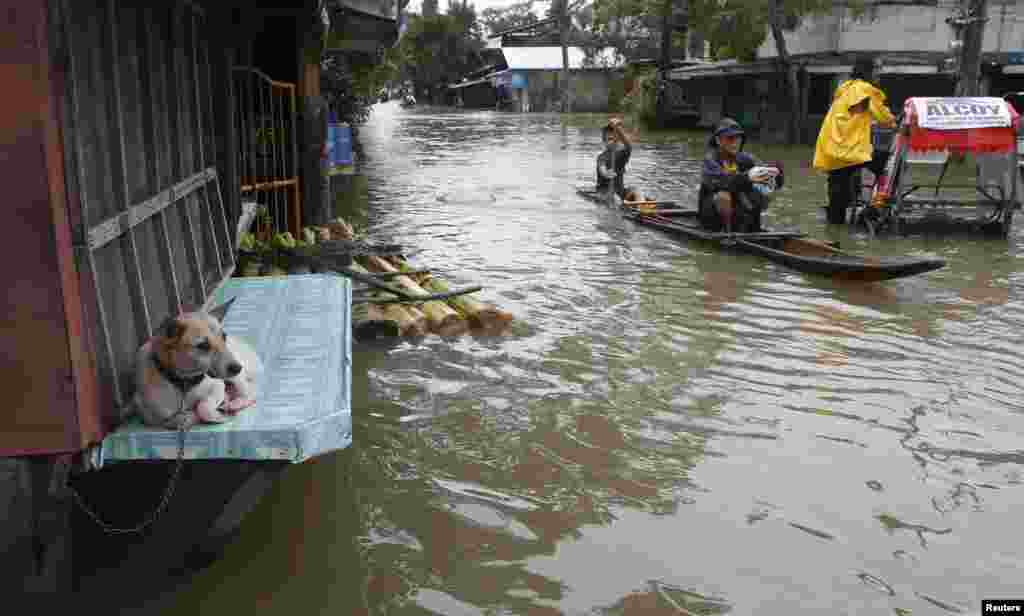 A dog sits at a closed &quot;sari-sari&quot; store (local convenience shop) along a flooded road in Butuan city on the southern Philippine island of Mindanao. The death toll from the floods and landslides caused by a lingering low-pressure area climbed to 34 on Friday, while more than 300,000 people are displaced. 