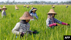 Women farm workers tending to a rice plantation outside Naypyidaw on 1 May, 2018 during Labour Day in Myanmar.