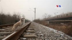 Չինաստանում կլոնավորում են շներին