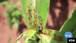 ដង្កូវ Armyworm វាយ​ប្រហារ​លើ​សន្តិសុខ​ស្បៀង​ប្រទេស​ម៉ាឡាវី។ កសិករ​និយាយ​ថា ថ្នាំ​សម្លាប់​សត្វ​ល្អិត​ដែល​កសិករ​ប្រើ មិន​គ្រប់​គ្រាន់​ទេ។