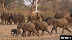 ZIMBABWE-WILDLIFE/