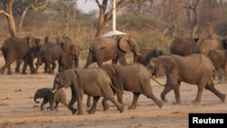 Un grupo de elefantes camina cerca de un panel solar en un abrevadero dentro del Parque Nacional Hwange, en Zimbabue, el 23 de octubre de 2019. (ARCHIVO: REUTERS)