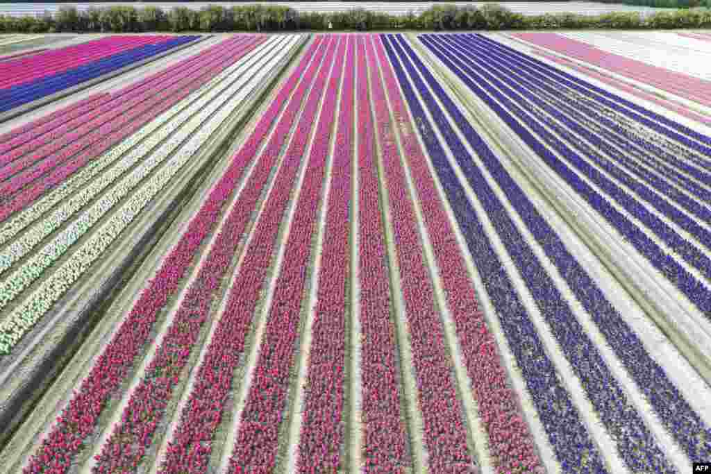 An aerial picture shows a field of hyacinths in Plomeur, western France.