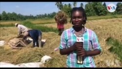 Plantè diri yo nan Plèn dè Kay mande asistans otorite yo pou yo kapab ogmante pwodiksyon yo