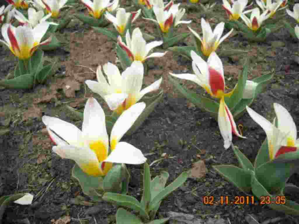 فستیوال شکوفه های گیلاس در واشنگتن ۲۰۱۱