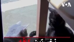 نخستین کافه گربه ها در شهر باکو