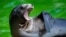 A sea lion yawns as it rest in its enclosure in the Zoo in Berlin, July 7, 2020.