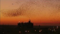 Birds Create Stunning Formations in Skies Over Israel