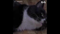 俄罗斯一只猫神奇地从垃圾处理厂获救