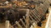 ’موسمیاتی ایمرجنسی‘ کا تدارک، لندن کے کالج نے گائے کے گوشت پر پابندی عائد کر دی