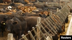 FILE - Cows feed inside a cattle pen at a feedlot in Magdalena, south of Buenos Aires, Jan. 14, 2016. Goldsmiths, part of the University of London, will no longer sell beef on its campus.