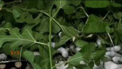 صوبہ پنجاب میں قدرتی ریشم کی پیداوار