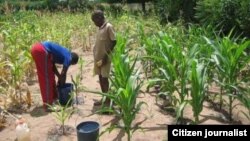 Matunhu akawanda emunyika anonzi haana kuwana mvura yakatsarukana mumwaka uno, izvo zvichaita kuti nyika ide chibage kubva kunze