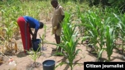 Vamwe varimi vanoti mbesa dzavo dzimwe dzakapiswa nezuva