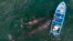 Aerial view of gray whales swimming near a whale watching boat at Ojo de Liebre Lagoon in Guerrero Negro, Baja California Sur state, Mexico on March 27, 2021. 