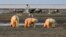 FILE - Three polar bears are seen on the Beaufort Sea coast within the 1002 Area of the National Arctic Wildlife Refuge in this undated handout photo provided by the U.S. Fish and Wildlife Service Alaska Image Library in 2005.