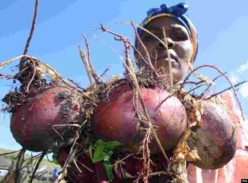 Sesepuh masyarakat Hobeni, Mama ka Blondie, memanen tanaman bit dari kebun Ikhaya Loxolo.(VOA/Taylor)