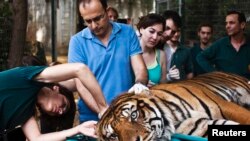 Pakar pengobatan alternatif, Mor Mosinzon (kiri) memeriksa Pedang, harimau Sumatra yang menderita infeksi telinga, di Taman Safari Ramat Gan dekat Tel Aviv, Israel hari Minggu (9/6). 