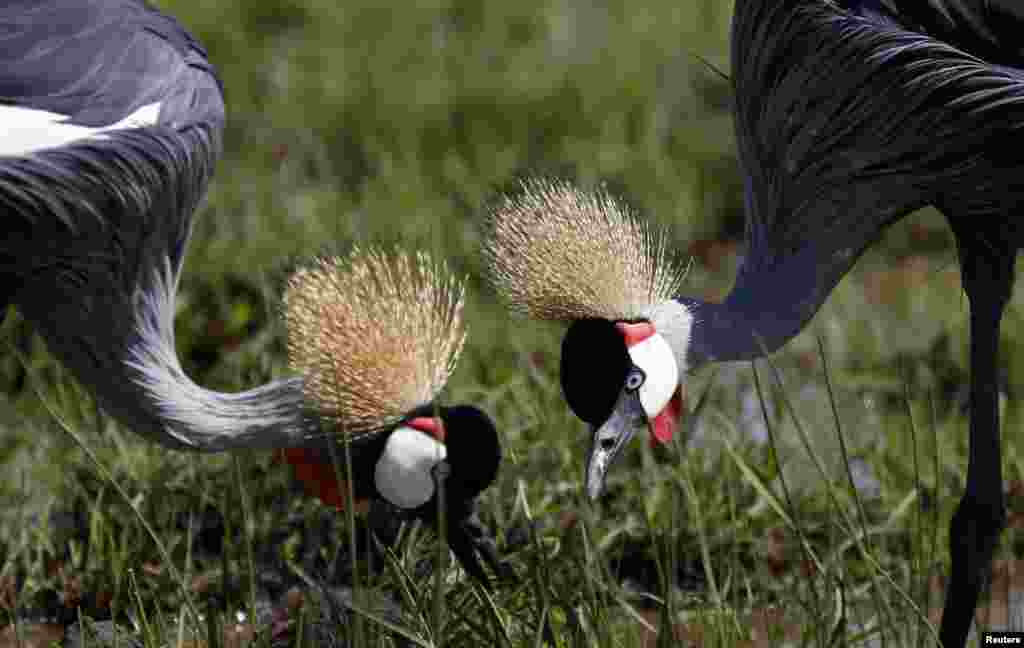 Những con sếu hoàng gia trong Khu Bảo tồn Quốc gia Masai Mara, ở Kenya. 