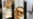 Mubarak Moved to House Arrest