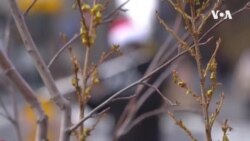 New York City Vaccination Mandates  - Vishneva USAGM