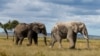 Researchers: Huge Drop in African Elephants