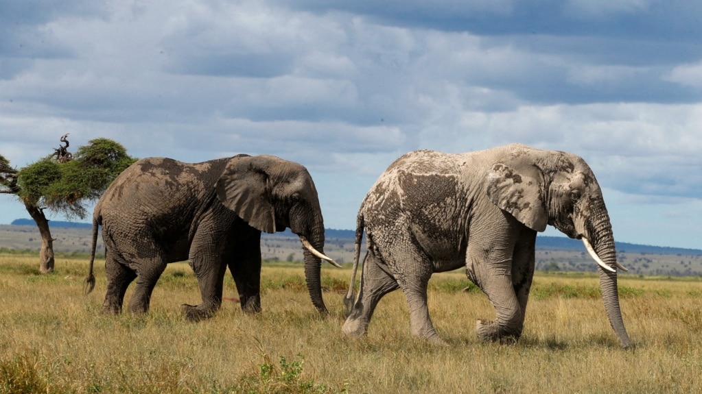 Researchers: Huge Drop in African Elephants