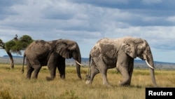 FILE - Elephants walk at the Amboseli National Park in Kajiado County, Kenya, April 4, 2024. (REUTERS/Monicah Mwangi/File Photo)