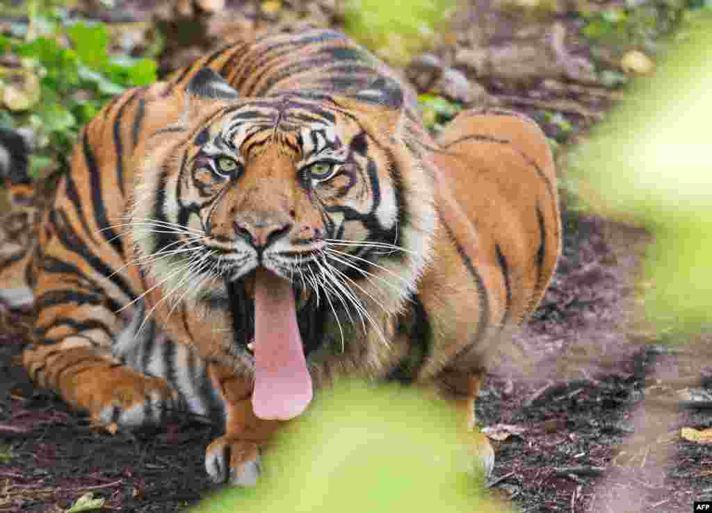 ٹائیگر کا ایک نرالا انداز۔