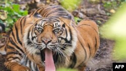 德国法兰克福动物园的一只老虎（2012年10月15日）