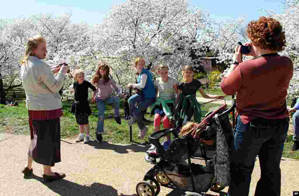 [워싱턴 D.C. 벚꽃 축제] 워싱턴의 봄