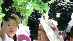 [생생 체험 경제 현장] '포도 데이'