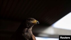 San Francisco metro system hires bird of prey to scare pigeons away