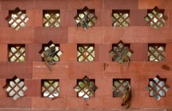 FILE - Baby monkeys play on a wall of India's Parliament premises in New Delhi, Nov. 15, 2018.