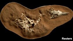 The fossilized skeleton of the small bird-like dinosaur Shuvuuia deserti is seen in this undated handout image. (Mick Ellison/AMNH/Handout via REUTERS) 