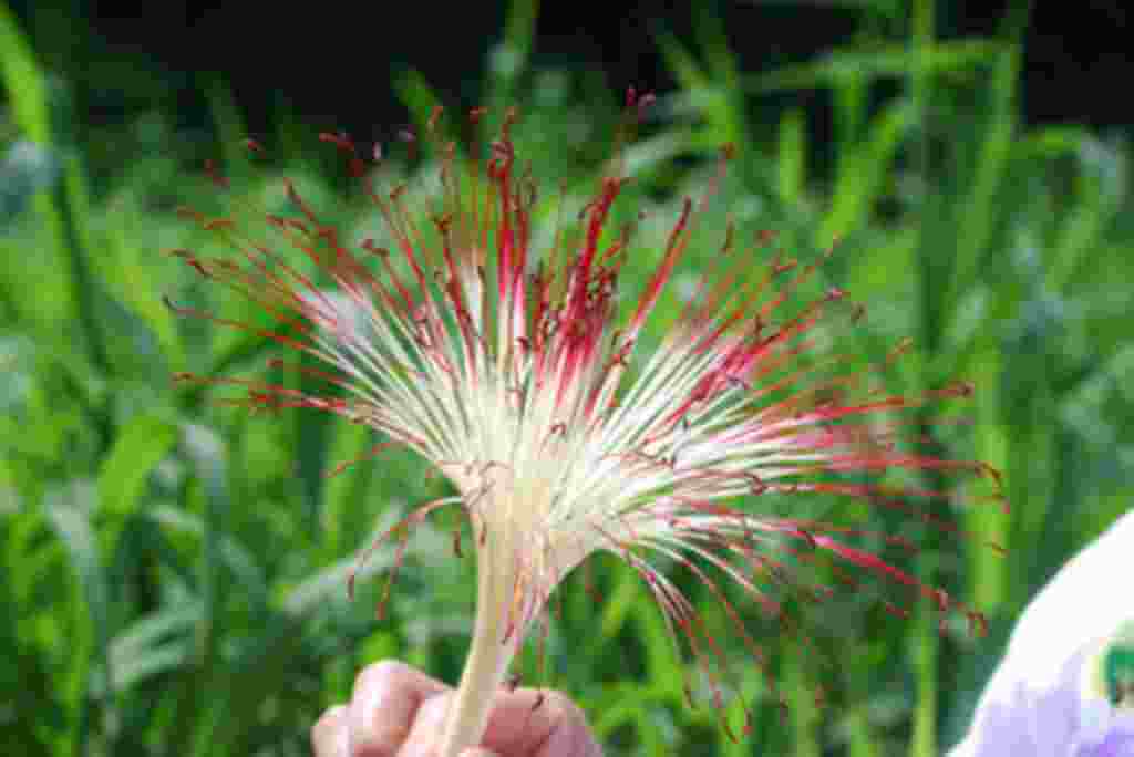 گلهای کاستاریکا / عکاس: بهروز نیکذات