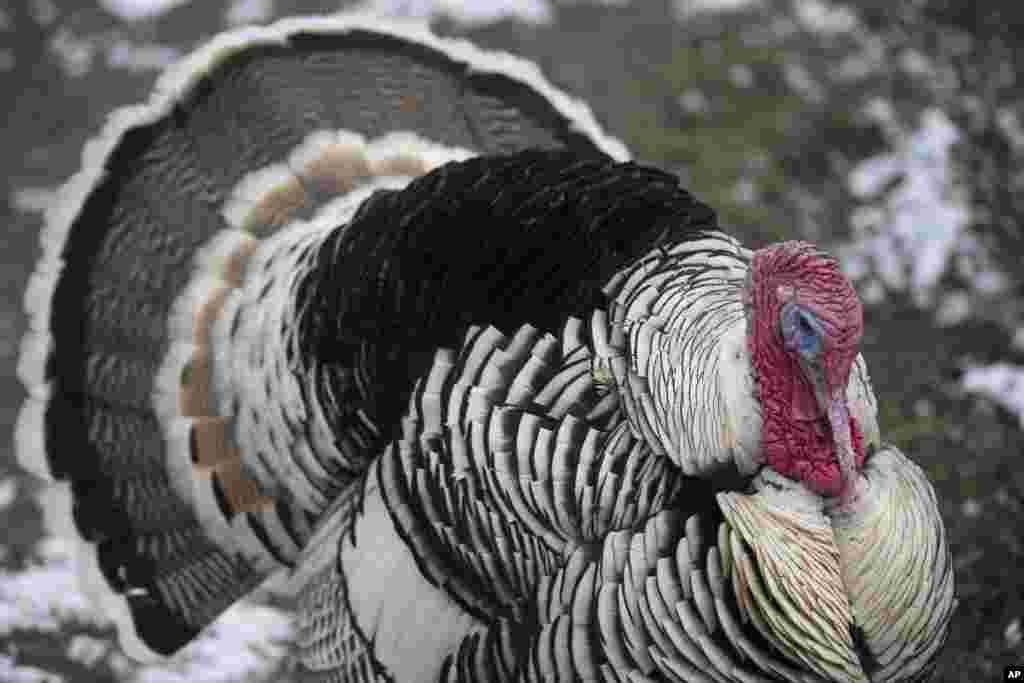 Nyu-York shtati&nbsp;