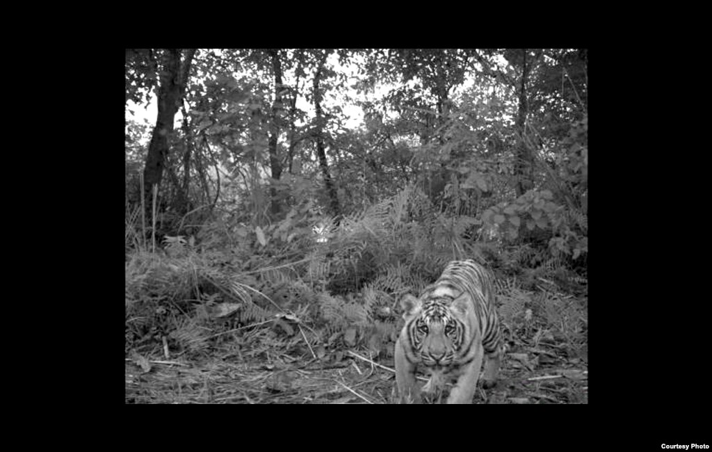 Typically shy, tigers stay away from humans by choice. Credit: Center for Systems Integration and Sustainability, Michigan State University