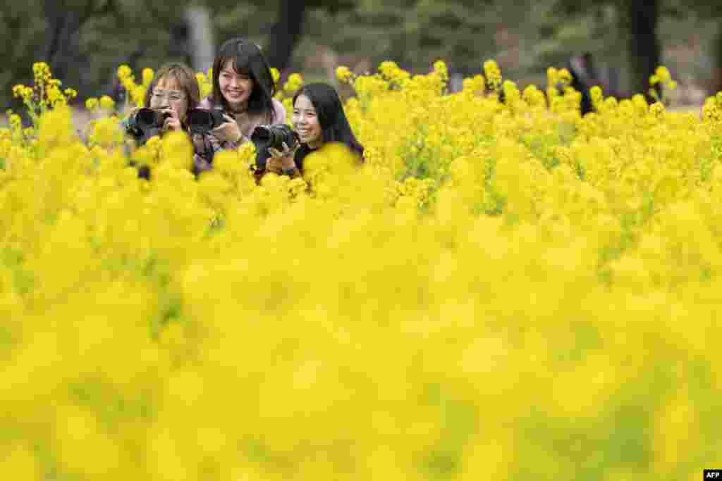 People pose for photographs with their cameras in a field of rape blossoms at a park in Tokyo, Japan.