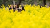People pose for photographs with their cameras in a field of rape blossoms at a park in Tokyo, Japan, Feb. 17, 2025. 