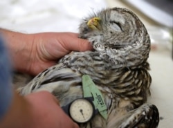 In this photo taken Oct. 24, 2018, wildlife technician Jordan Hazan records data in a lab in Corvallis, Ore., from a male barred owl he shot earlier in the night.