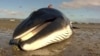Scientists Seek Clues to Whale Deaths in Gulf of Alaska
