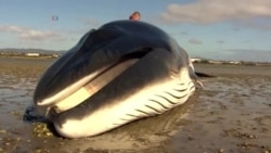 วาฬตายแล้ว 30 ตัวถูกซัดเกยตื้นที่อ่าวอลาสก้าตั้งแต่เดือนพฤษภาคม