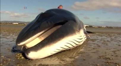 Sharp Rise in Whale Deaths Being Investigated