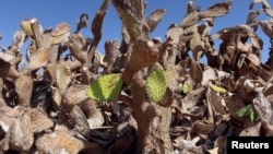 A view shows a prickly pear plantation infested with cochineal insects, in Sfax, Tunisia July 19, 2024. (REUTERS/Jihed Abidellaoui)