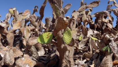 Insect Hurts Tunisia's Prickly Pear Industry