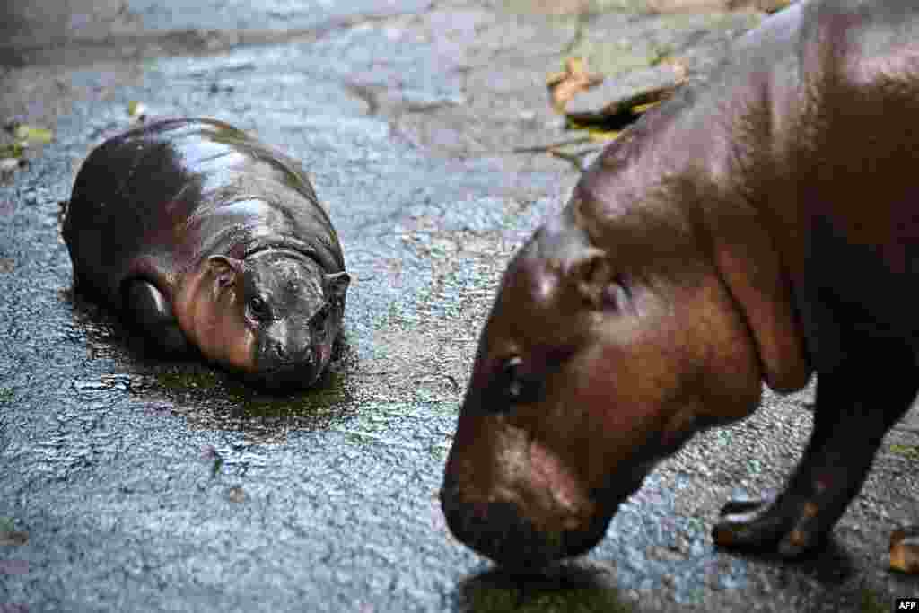 Moo Deng, a two-month-old female pygmy hippo who has recently become a viral internet sensation, rests at Khao Kheow Open Zoo in Chonburi province, Thailand.